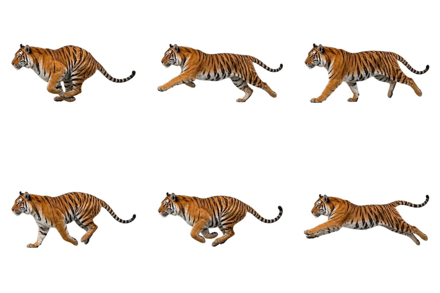 虎形神獸動態分鏡作品